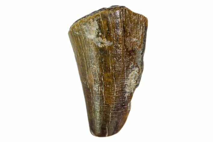Fossil Mosasaur Tooth - North Sulfur River, Texas #104341